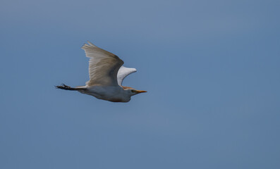 Cattle Egret in flight over the ebro delta	