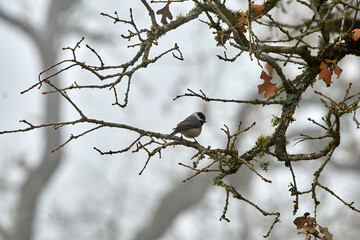 Carolina Chickadee Perched in a Texas oak tree with a grey winter sky background.