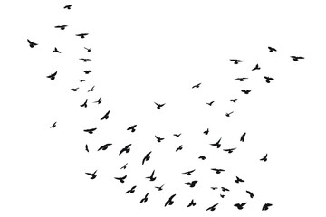 Sketch silhouette of a flock of flying black birds, takeoff, flying, flight, flutter, fly, hover, soar, landing, isolated vector - Powered by Adobe