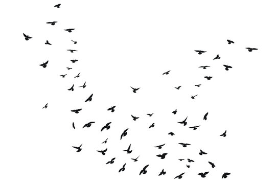 Sketch silhouette of a flock of flying black birds, takeoff, flying, flight, flutter, fly, hover, soar, landing, isolated vector