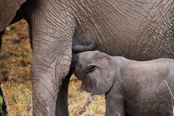 african wildlife, elephants, herd, baby