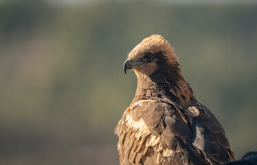 western marsh harrier portrait	