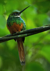 The rufous-tailed jacamar (Galbula ruficauda) is a near-passerine bird which breeds in the, Central and South America