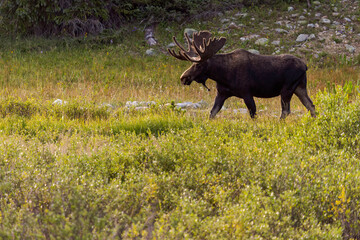 Bull Moose in the Snowy Range Mountains of Wyoming