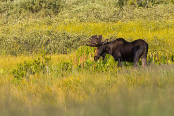 Bull Moose in the Snowy Range Mountains of Wyoming