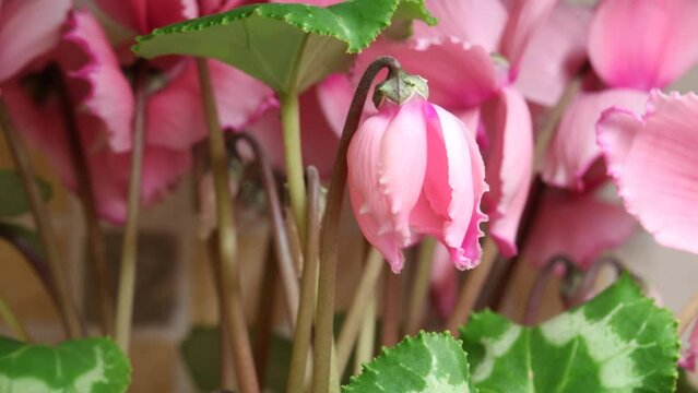 Blossom flowers of a pink cyclamen. Time lapse. 