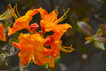 pomarańczowe kwiaty azalii, kwitnący różanecznik, azalia, rododendron (Rhododendron), odmiana Gibraltar, variety Gibraltar, wiosenne kwiaty, spring flowers  - obrazy, fototapety, plakaty