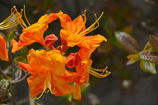 pomarańczowe kwiaty azalii, kwitnący r&oacute;żanecznik, azalia, rododendron (Rhododendron), odmiana Gibraltar, variety Gibraltar, wiosenne kwiaty, spring flowers 