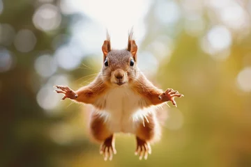 Foto op Plexiglas Red Squirrel Jumping. Red squirrel in the forest looking at the camera. flying squirrel. Red Squirrel jumps towards the camera, isolated on a green background © Nataliia_Trushchenko