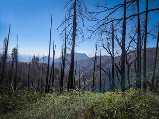 Sequoia National Park California Trees