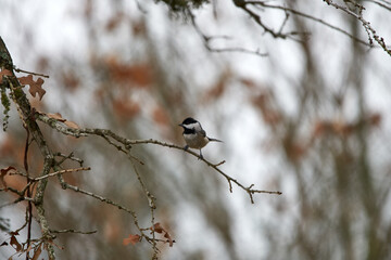 Carolina Chickadee Perched in a Texas oak tree with a grey winter sky background.