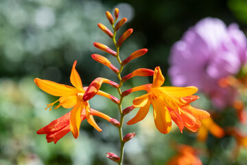 Close up of crocosmia paniculata flowers in bloom
