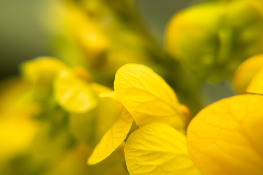 macro photo of yellow flower