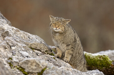 wild cat looking at camera