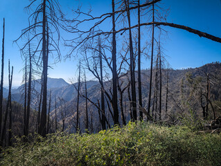 Kings Canyon National Park California