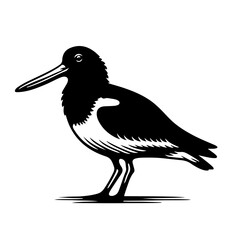 Australian pied oystercatcher Vector Logo Art - obrazy, fototapety, plakaty
