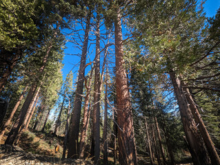 Kings Canyon National Park California