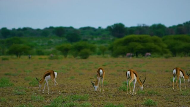Thomson Gazelles grazing in serengeti national park of tanzania, africa. 