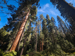 Fototapeta na wymiar Kings Canyon National Park California