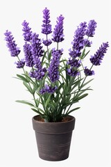 Fototapeta premium A potted plant with purple flowers on a white background. Suitable for home decor or gardening-related designs