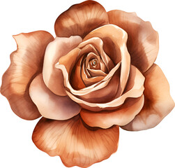 Rose Flower Watercolor Clipart