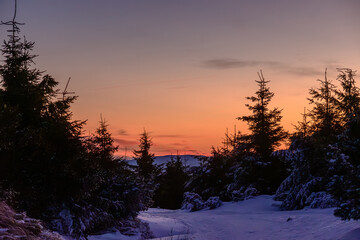 sunset in the forest