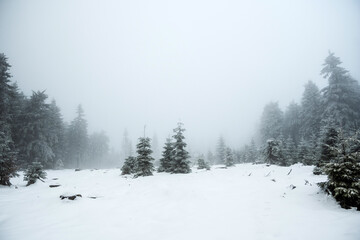 snow covered trees