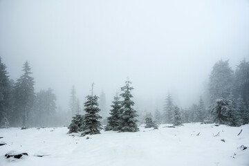 winter forest in the snow