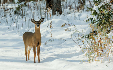 white tailed doe deer in snowy autumn forest