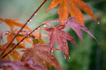 close up of red leaves