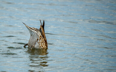 Duck wading in pond swimming 