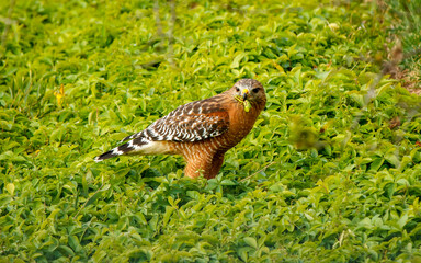 Fototapeta premium red shoulder hawk hunting insects 