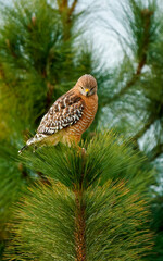 red shoulder hawk hunting insects 