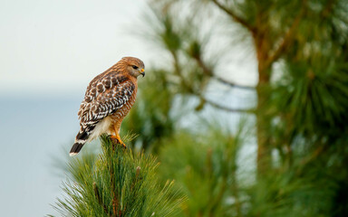 red shoulder hawk hunting insects 