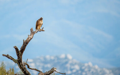 hawk perched red tail large