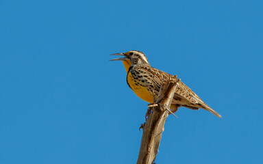 singing meadow lark on tree branch