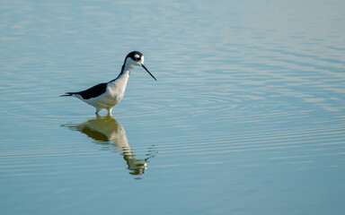 black-winged stilt fishing in shallow waters