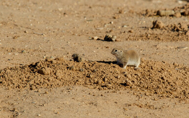 Small rodent ground squirrel by den