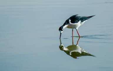 black-winged stilt fishing in shallow waters