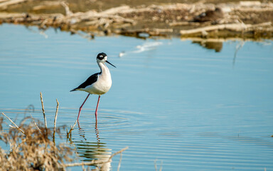 black-winged stilt fishing in shallow waters