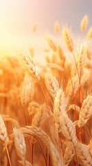 Close-up of wheat field with sunlight