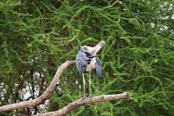 marabou in tree