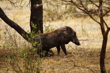 warthig in savannah