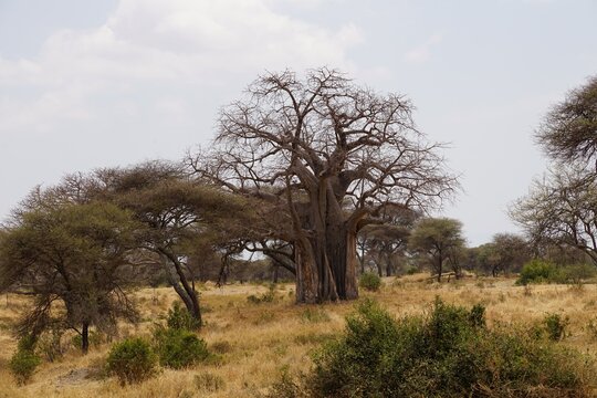 baobab and acacia