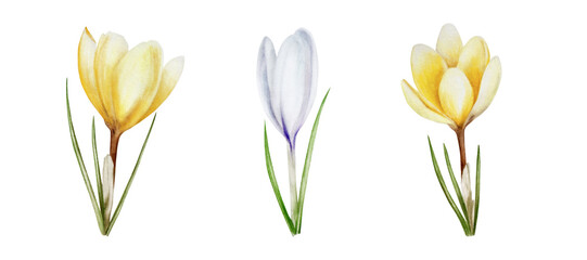 Watercolor set with yellow and white blooming crocus flower isolated on white background. Spring and easter botanical hand painted saffron illustration. For designers, wedding, decoration, post