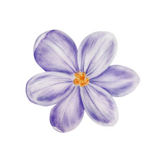 Watercolor white and purple blooming crocus flower isolated on white background. Spring and easter botanical hand painted saffron illustration. For designers, wedding, decoration, postcards, wrapp