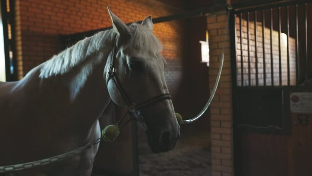 white horse is in the stable, ready for shoeing