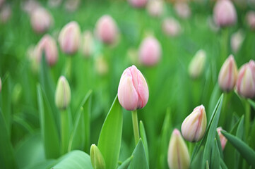 lot of pink tulips at the tulip festival or in the greenhouse close-up