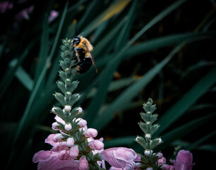 Bee On Flower Closeup