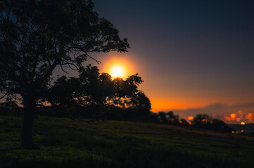 Arbre de lune